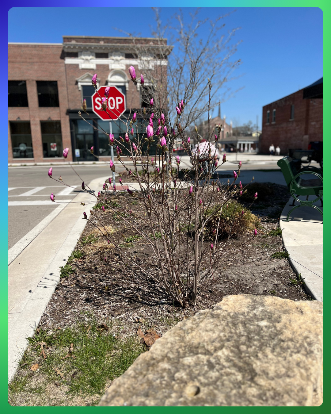 A Jane Magnolia in bloom in early spring growing on a downtown parkway.
